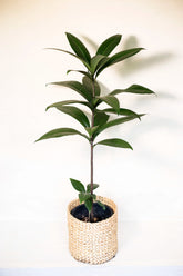 Ardisia sp. Papua